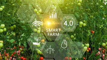 Tomatoes in greenhouse with infographics, Smart farming and precision agriculture 4.0 with visual icon, digital technology agriculture and smart farming concept. photo