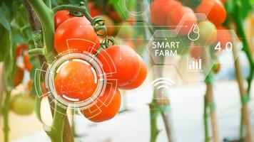 Tomatoes in greenhouse with infographics, Smart farming and precision agriculture 4.0 with visual icon, digital technology agriculture and smart farming concept. photo