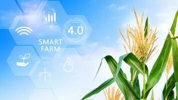 Corn field with infographics Smart farming and precision agriculture 4.0 with visual icon, digital technology agriculture and smart farming concept. photo