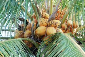 king coconut or yellow coconut, a type of coconut that doesn't have tall trees photo