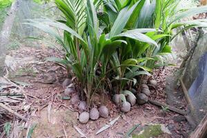 Growing coconut seeds produce shoots and are ready to be planted photo