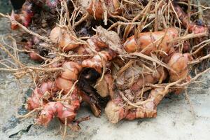 pile of galangal root spices that have just been harvested and are still dirty photo