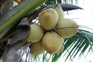 king coconut or yellow coconut, a type of coconut that doesn't have tall trees photo