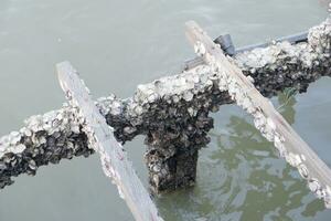 Sea oysters perched on wooden poles above the sea photo