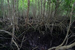 selective focus to the roots of mangrove trees growing above the water photo