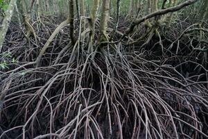 selective focus to the roots of mangrove trees growing above the water photo