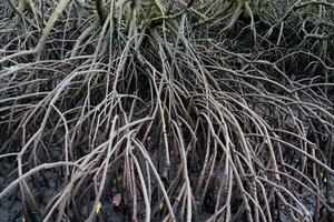 selective focus to the roots of mangrove trees growing above the water photo
