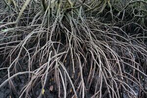 selective focus to the roots of mangrove trees growing above the water photo