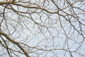 dry tree branches that died because of the dry season against the background of a bright blue sky photo