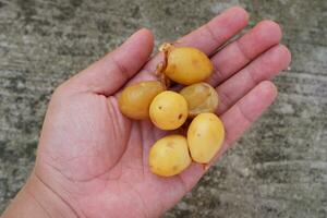yellow young dates are believed to be able to use the program for pregnant women photo