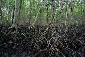 selective focus to the roots of mangrove trees growing above the water photo