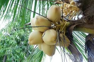 king coconut or yellow coconut, a type of coconut that doesn't have tall trees photo