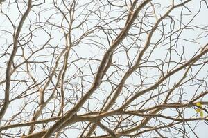 dry tree branches that died because of the dry season against the background of a bright blue sky photo