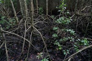 selective focus to the roots of mangrove trees growing above the water photo