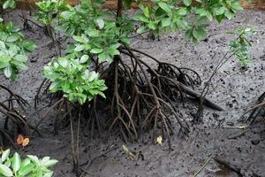 selective focus to the roots of mangrove trees growing above the water photo