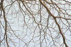 dry tree branches that died because of the dry season against the background of a bright blue sky photo