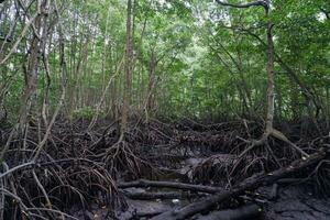 selective focus to the roots of mangrove trees growing above the water photo