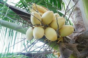 king coconut or yellow coconut, a type of coconut that doesn't have tall trees photo