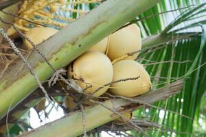 king coconut or yellow coconut, a type of coconut that doesn't have tall trees photo