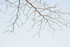 dry tree branches that died because of the dry season against the background of a bright blue sky photo