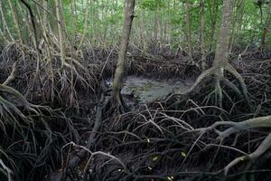 selectivo atención a el raíces de mangle arboles creciente encima el agua foto