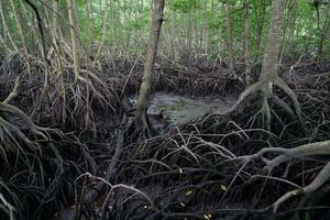 selective focus to the roots of mangrove trees growing above the water photo