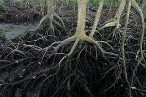 selective focus to the roots of mangrove trees growing above the water photo