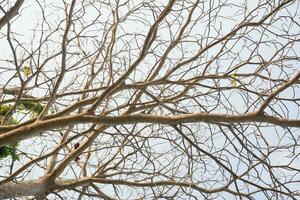 dry tree branches that died because of the dry season against the background of a bright blue sky photo