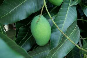 Young green mango fruit hanging on a tree with leaves in the background photo