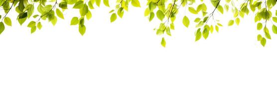 Green leaves hang over a white background banner. AI generated photo