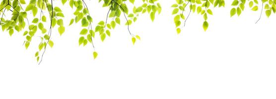 Green leaves hang over a white background banner. AI generated photo