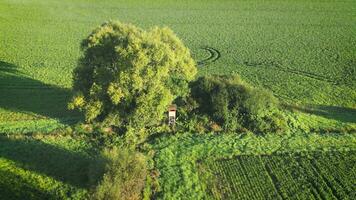 Wooden observation tower of forester between trees to observe surrounding fields. Rotating pan drone shot video