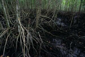 selective focus to the roots of mangrove trees growing above the water photo