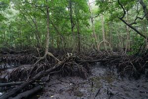 selective focus to the roots of mangrove trees growing above the water photo