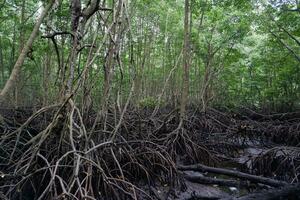 selective focus to the roots of mangrove trees growing above the water photo