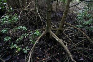 selective focus to the roots of mangrove trees growing above the water photo