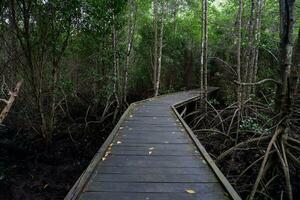 wooden bridge for walking in the middle of the mangrove forest. outdoor tourism photo