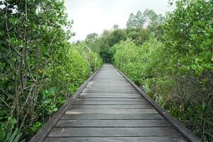 wooden bridge for walking in the middle of the mangrove forest. outdoor tourism photo