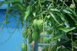 joven verde mango Fruta colgando en un árbol con hojas en el antecedentes foto
