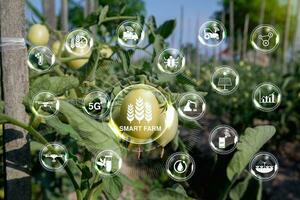 transparent bubbles with green tomato background. the concept of agriculture and plantations with smart farmers. digital iot farming methods and farm automation photo