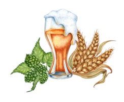 Watercolor illustration of beer with foam in a glass with hops and ears of wheat. Harvest festival, Oktoberfest beer festival. Compositions for posters, cards, banners, flyers, covers, playbills png