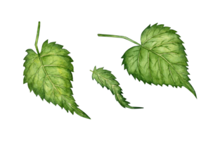 Watercolor illustration of fresh green hop leaves for use in the brewing industry. Isolated malt. Compositions for posters, cards, banners, flyers, covers, playbills and other printed products. png