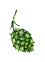 Watercolor illustration of a branch of fresh green hops for use in the brewing industry. Isolated malt. Composition for posters, postcards, banners, flyers, covers, posters and other printing products png