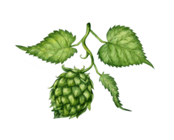 Watercolor illustration of a branch of fresh green hops for use in the brewing industry. Isolated malt. Composition for posters, postcards, banners, flyers, covers, posters and other printing products png