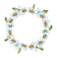 Watercolor illustration frame of a wreath of white daisies. Compositions for weddings, posters, cards, banners, flyers, covers, placards and other printed products. isolated png