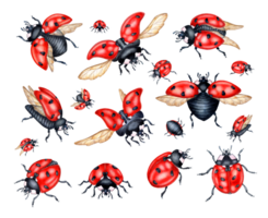 Aquarell Illustration einstellen von rot Marienkäfer mit schwarz Punkte. fliegend Insekten isoliert Komposition zum Küche, Zuhause Dekor, Schreibwaren, Hochzeit Einladungen und Kleidung Drucken. png