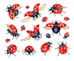 acquerello illustrazione impostato di rosso coccinelle con nero punti. volante insetti isolato composizione per cucina, casa arredamento, Stazionario, nozze inviti e capi di abbigliamento stampa. png