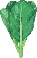 Chinese Kale. Chinese broccoli. Asian Vegetable Illustration Vector. vector