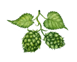 Watercolor illustration of a branch of fresh green hops for use in the brewing industry. Isolated malt. Composition for posters, postcards, banners, flyers, covers, posters and other printing products png