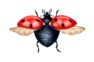 Red ladybug flying watercolor png